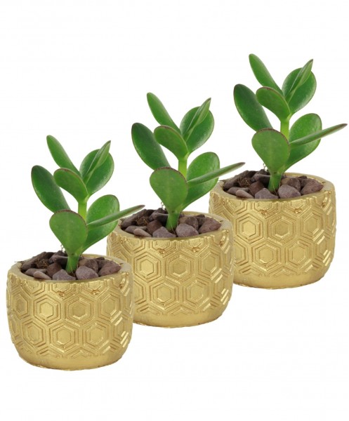 Mini Çiçek Saksı Küçük Sukulent Altın Kaktüs Saksısı 3lü Set Altıgen Model